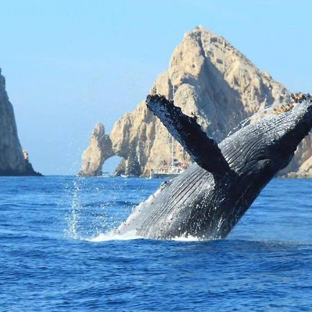 Best Location In Medano Beach -Marina Sol Lrg 2 Bed Steps To Beach, Downtown & Marina Cabo San Lucas Buitenkant foto