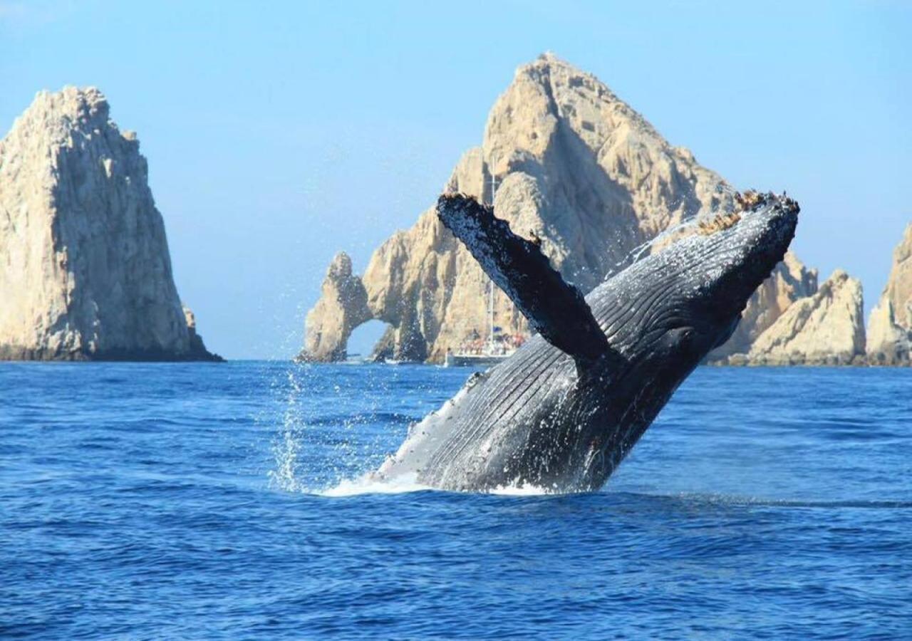 Best Location In Medano Beach -Marina Sol Lrg 2 Bed Steps To Beach, Downtown & Marina Cabo San Lucas Buitenkant foto